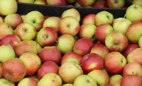 Jabłka dla mieszkańców Gminy Męcinka 