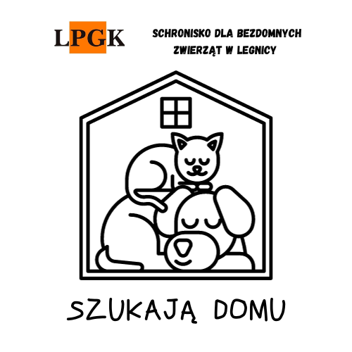 Adopcje, link do strony