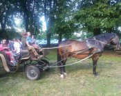 Święto Tulipanowca w Sichowie