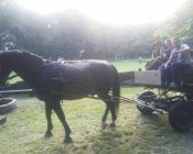 swieto_tulipanowca10