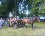 swieto_tulipanowca21