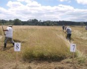 muchowski-kosiarz147