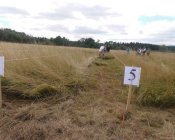 muchowski-kosiarz152