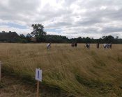 muchowski-kosiarz170