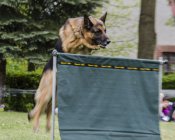 olimpiada-malucha211