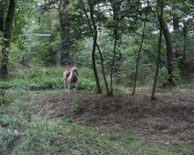 pieczony-ziemniak-0045