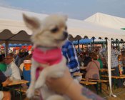 dozynki_maklowicz082