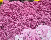 Gmina Męcinka pomogła lokalnym producentom chryzantem