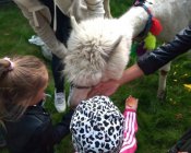 alpakoterapia09