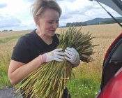 przygotowania_dozymki04