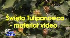 swieto tulipanowca