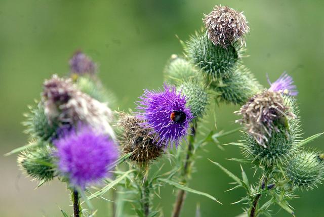 Chwasty_640x0_rozmiar-niestandardowy